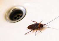 Stop Individuals Undesirable unwanted pests Before They Might Get Comfortable By Permitting A Flea Control Service