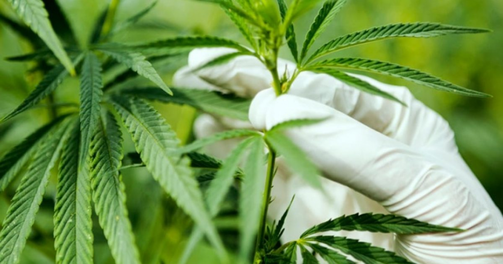 MARIJUANA CONSULTANT SERVICES