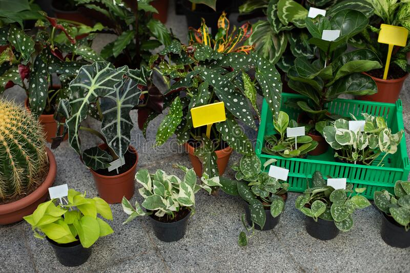 HOME WHOLESALE NURSERY POT GARDENING CONCEPTS