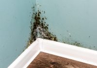 These Are The Most Common Home Mold Types and Their Health Risks