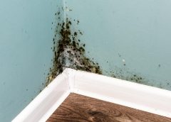 These Are The Most Common Home Mold Types and Their Health Risks