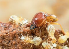 Drywood termites in Singapore: What you need to know