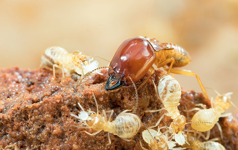 Drywood termites in Singapore: What you need to know