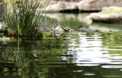 Do You Know What Is Going on with Your Pond Water?