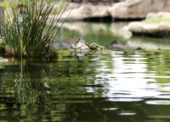 Do You Know What Is Going on with Your Pond Water?