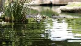 Do You Know What Is Going on with Your Pond Water?