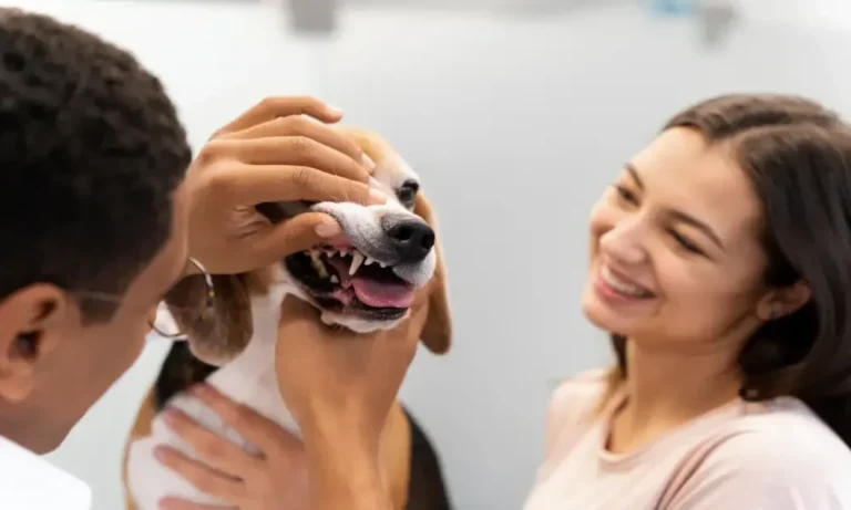 Why Routine Dental Care Happens Best in Animal Hospitals
