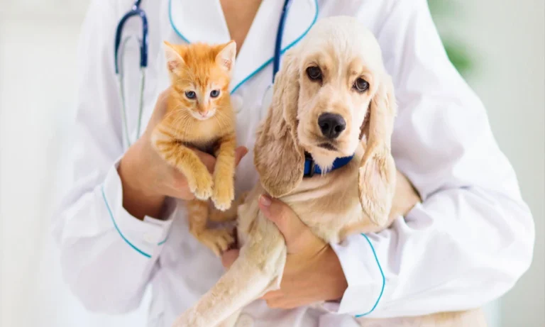Why Animal Hospitals Are Essential For Long Term Preventive Care
