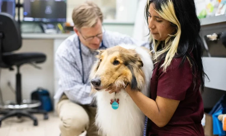 5 Ways Animal Clinics Build Trust With Pet Owners