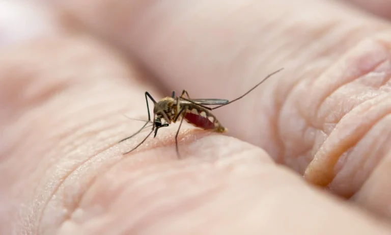 5 Reasons Parasite Prevention Shouldn’t Be Overlooked