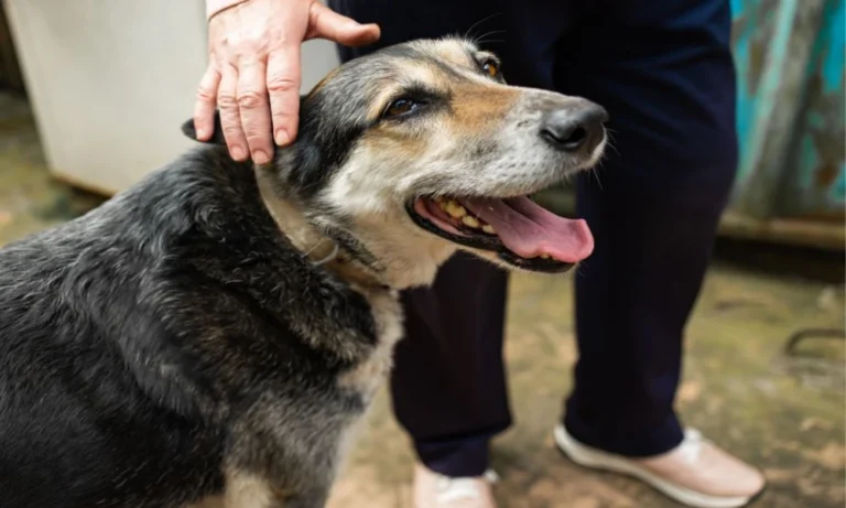 Why Ongoing Veterinary Care Builds Confidence For Pet Owners