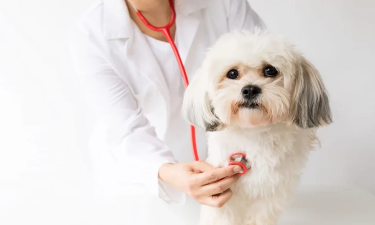 Why Measuring Bowls and Treat Portions at Home Can Improve Veterinary Nutrition Advice