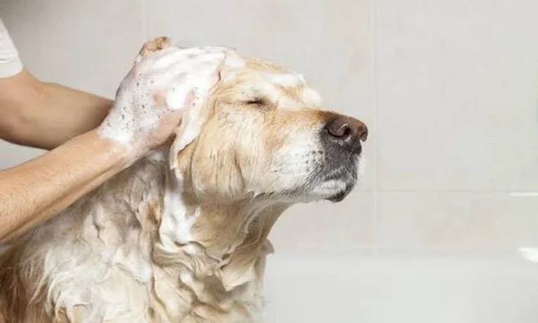 How Veterinary Clinics Calibrate Equipment Used To Monitor Pet Health